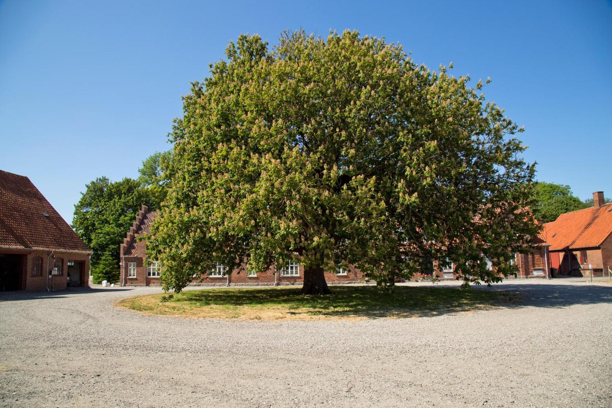 Horreby Bellinge House Bed & Breakfast エクステリア 写真